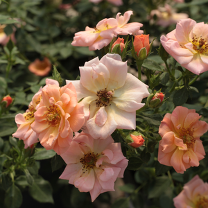Brzoskwiniowo-różowy - róże okrywowe